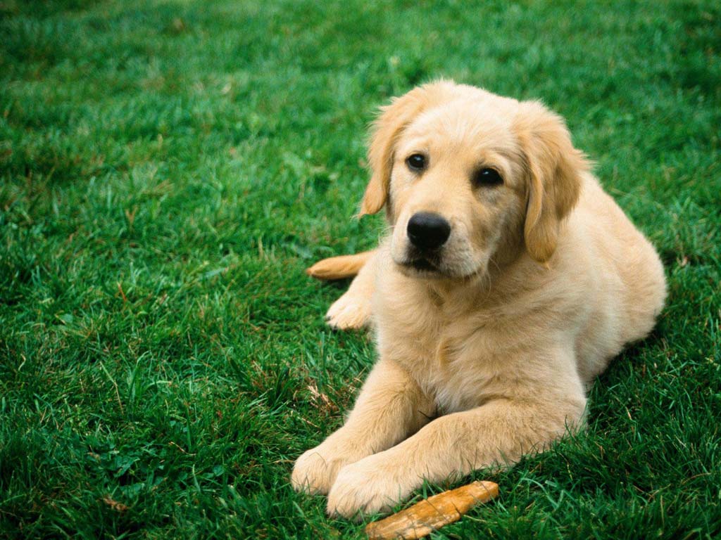 labraador-retriever (25)