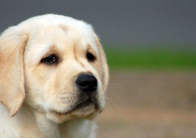 labraador-retriever (26)