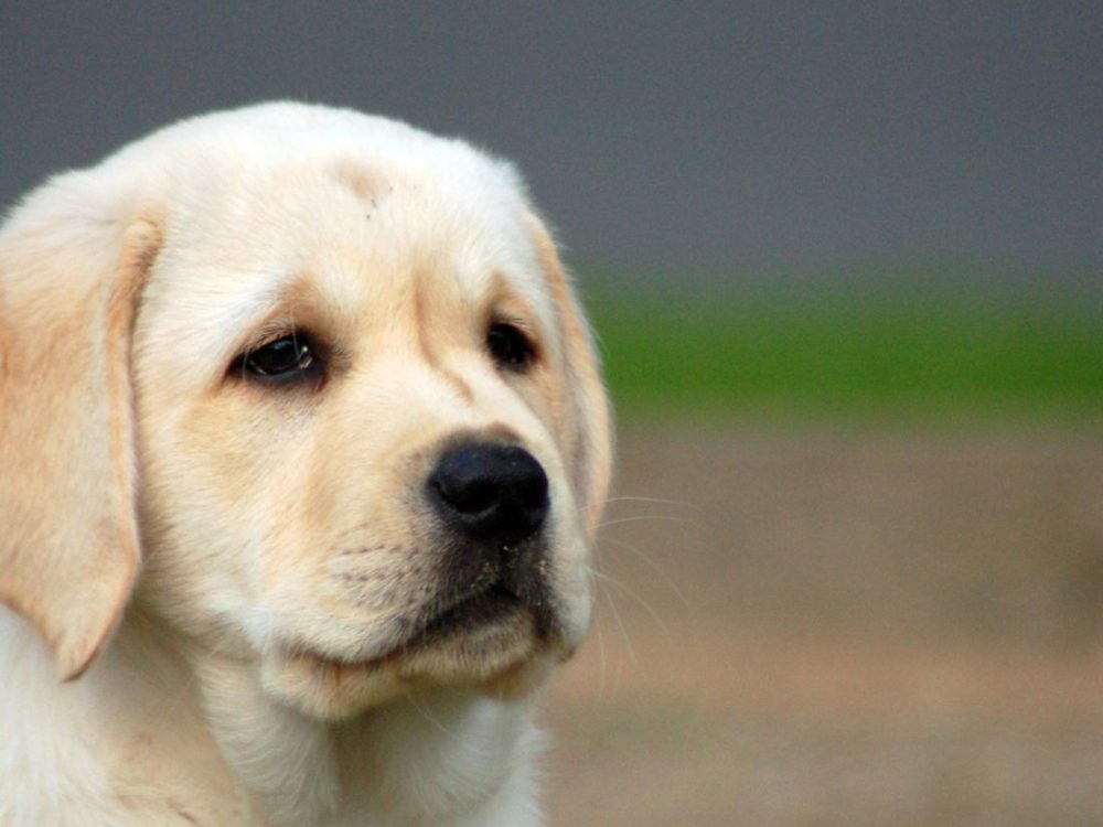 labraador-retriever (26)