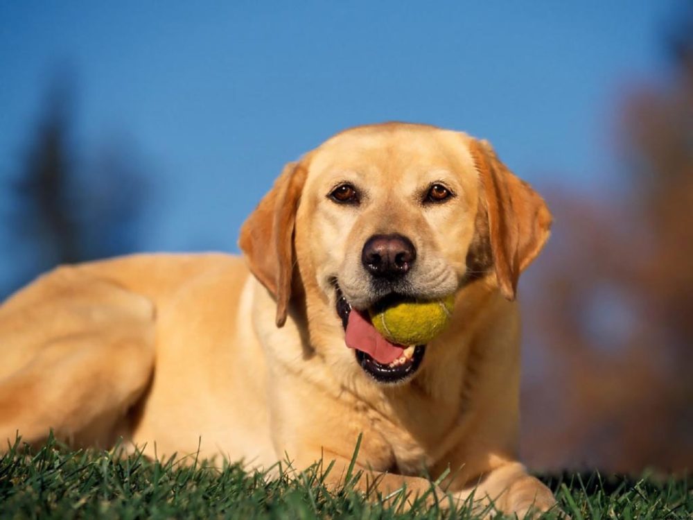 labraador-retriever (27)