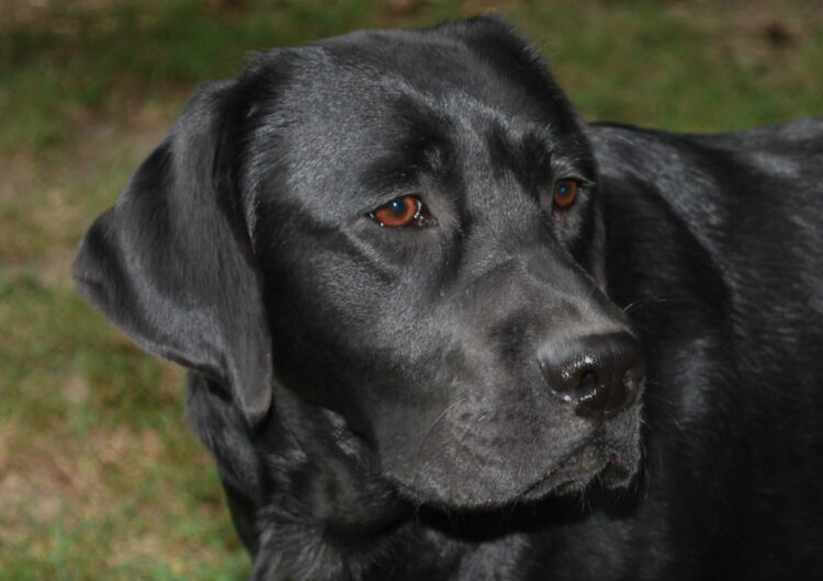 labraador-retriever (28)
