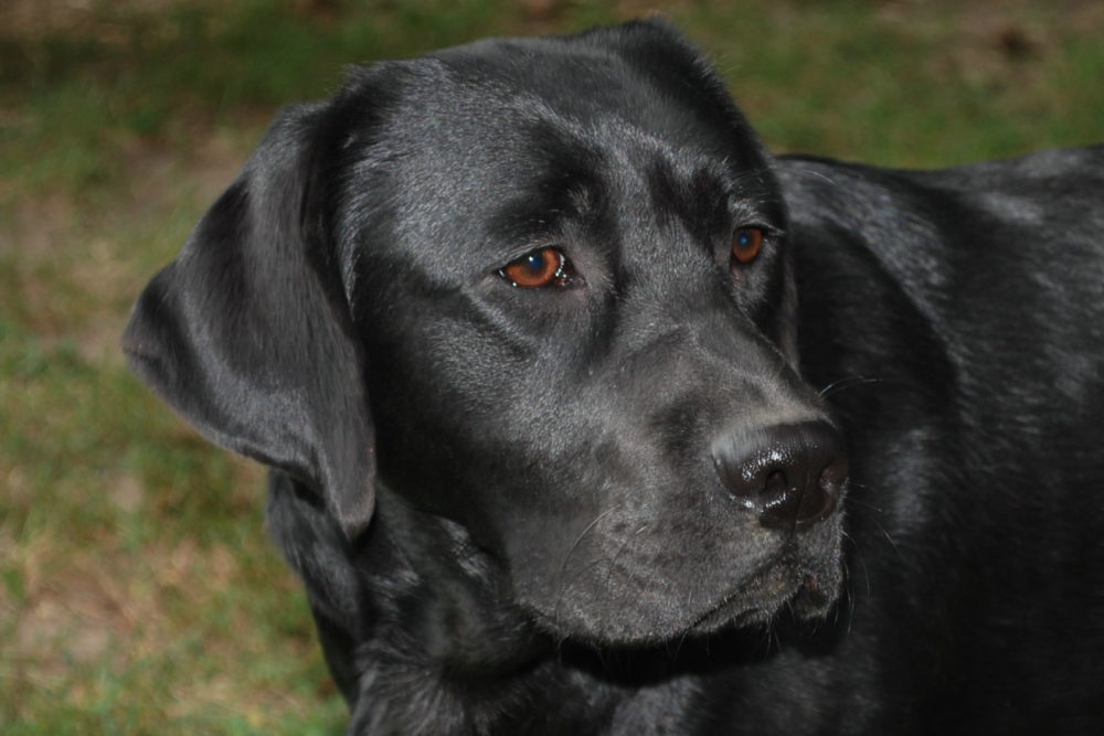 labraador-retriever (28)