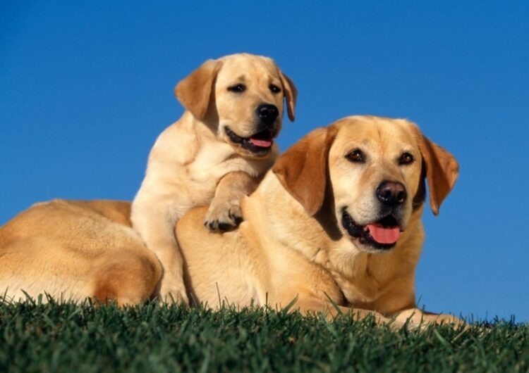 labraador-retriever (29)