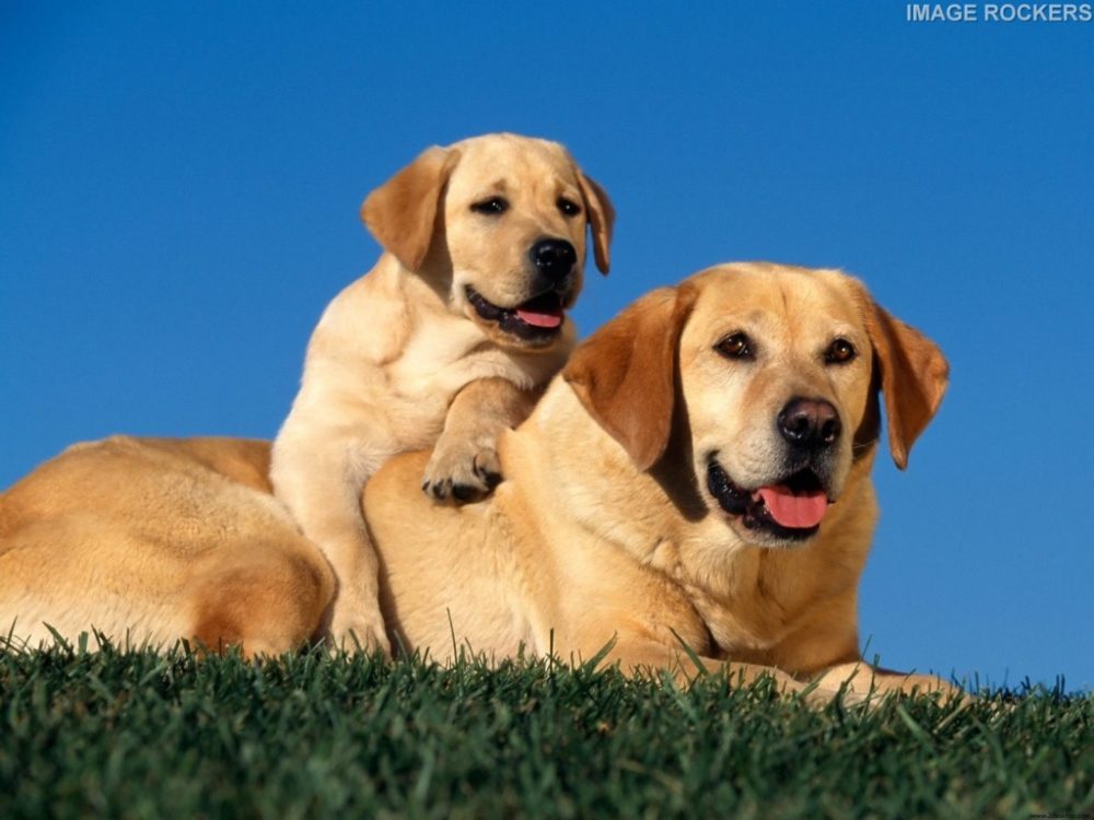 labraador-retriever (29)