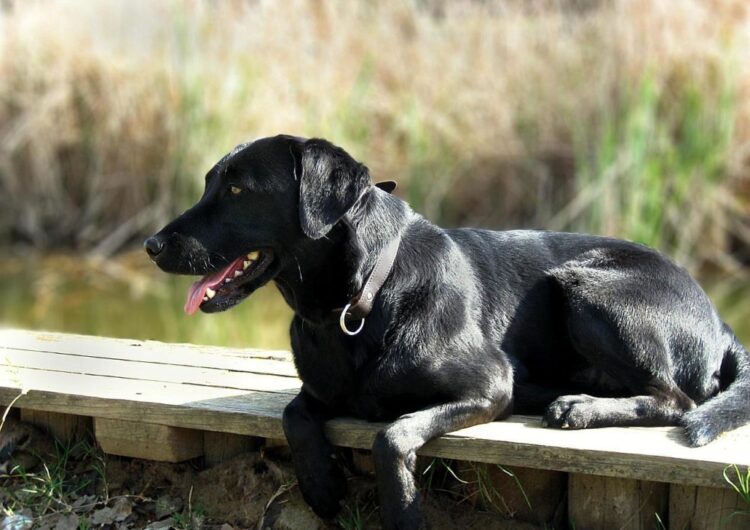 labraador-retriever (3)