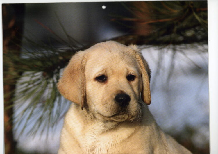 labraador-retriever (30)
