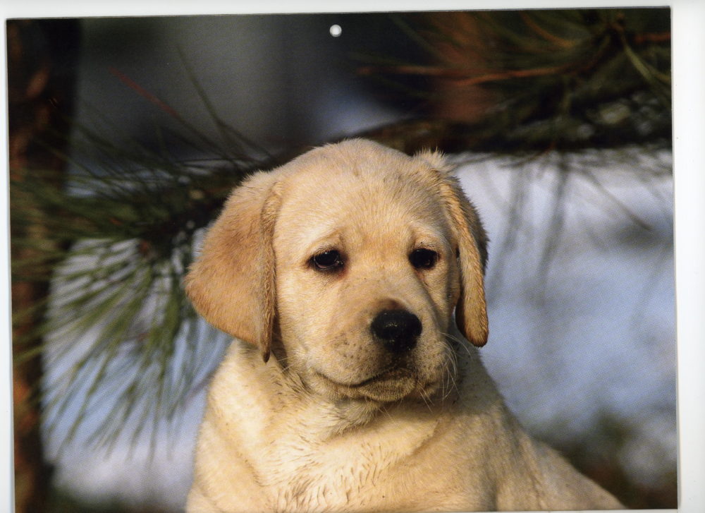 labraador-retriever (30)