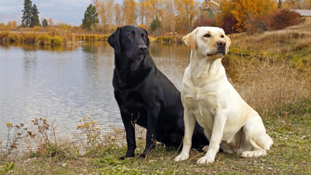 labraador-retriever (31)