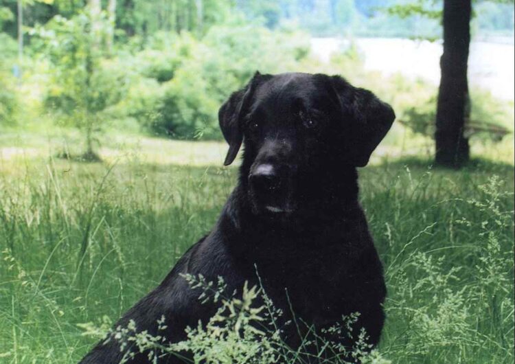 labraador-retriever (4)