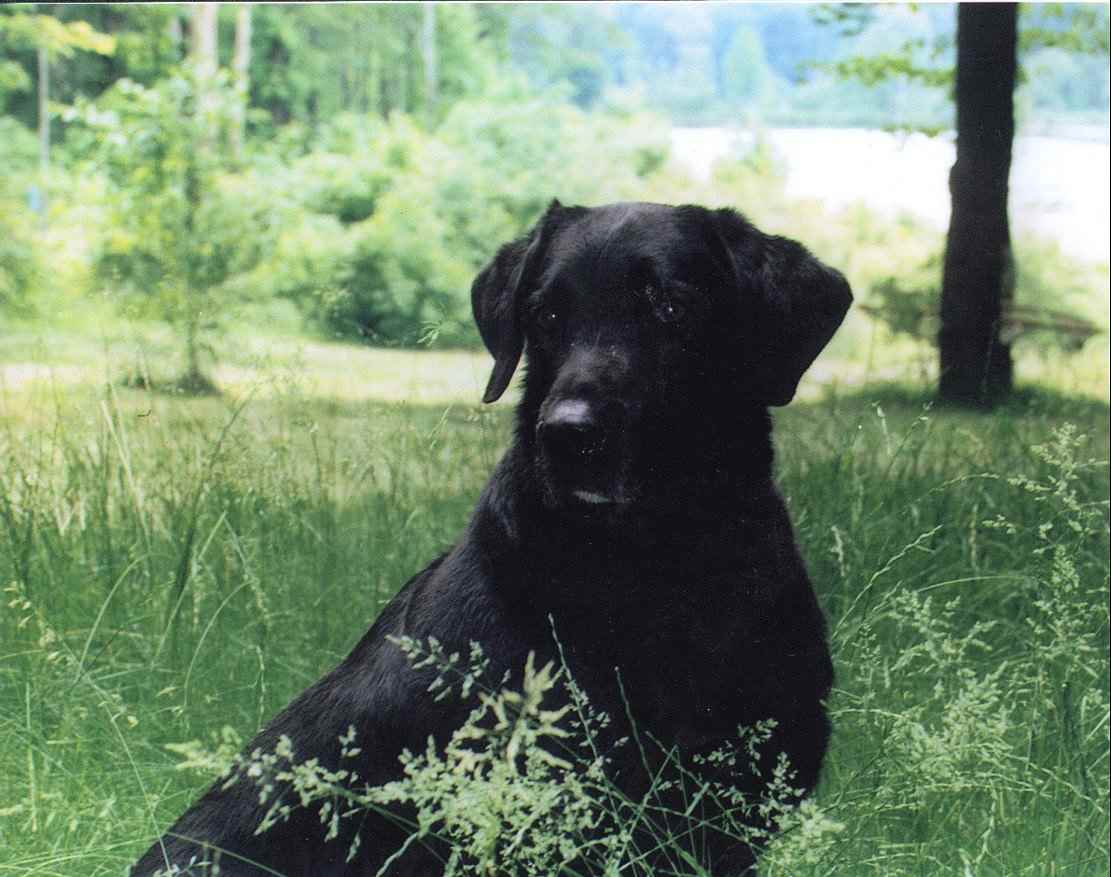 labraador-retriever (4)