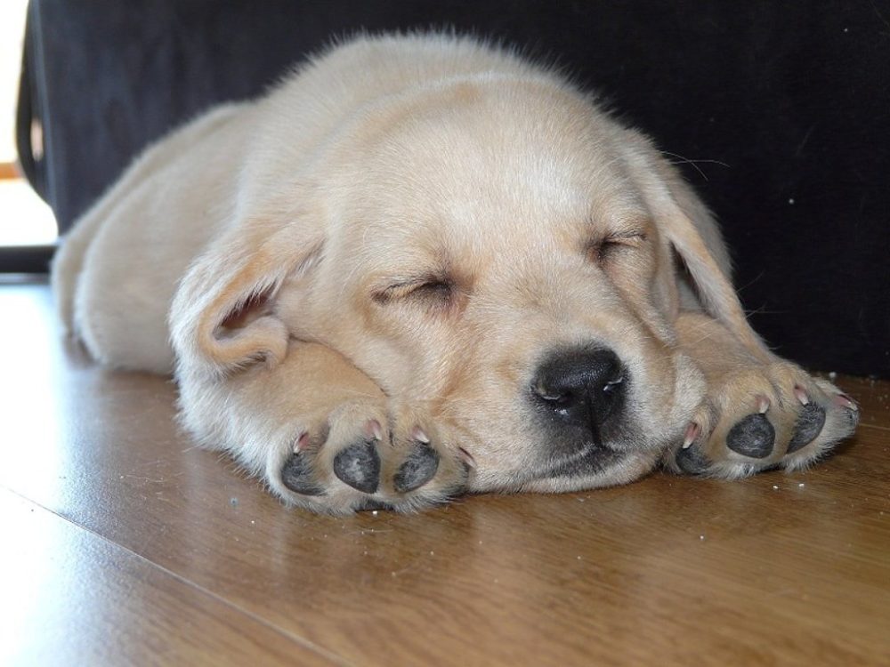 labraador-retriever (5)