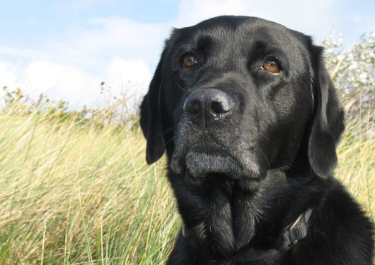 labraador-retriever (6)