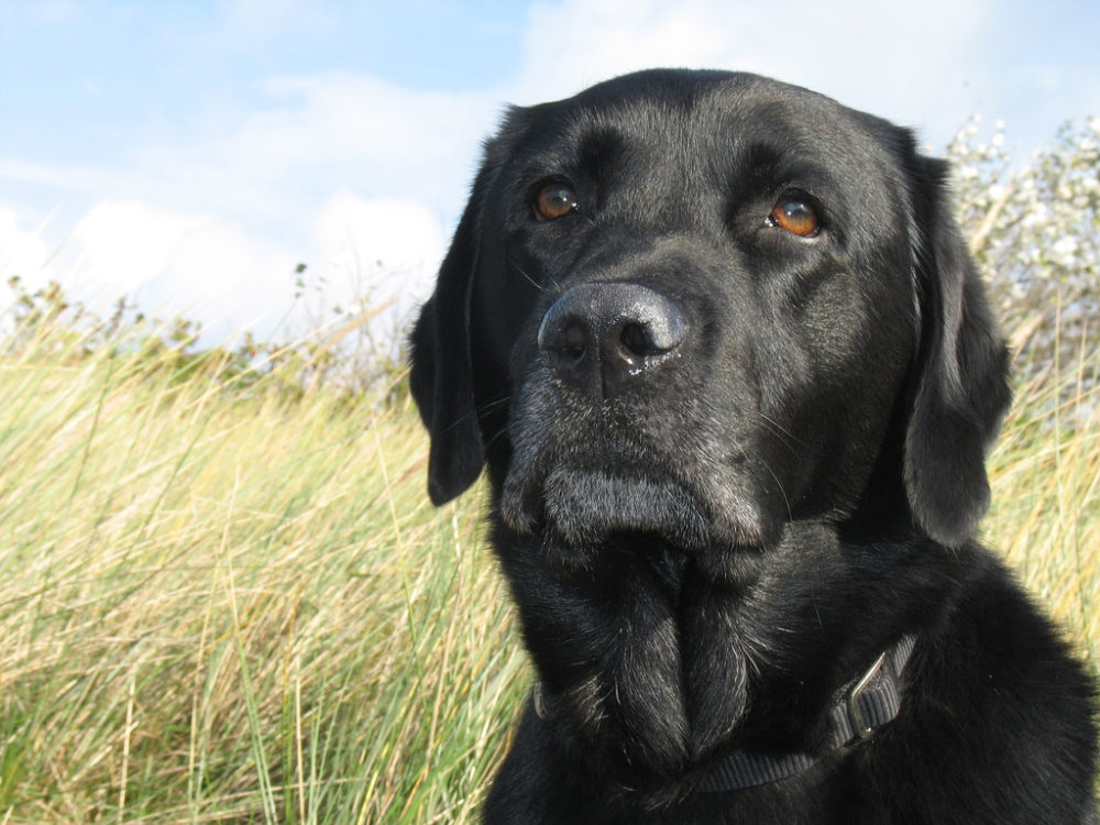 labraador-retriever (6)