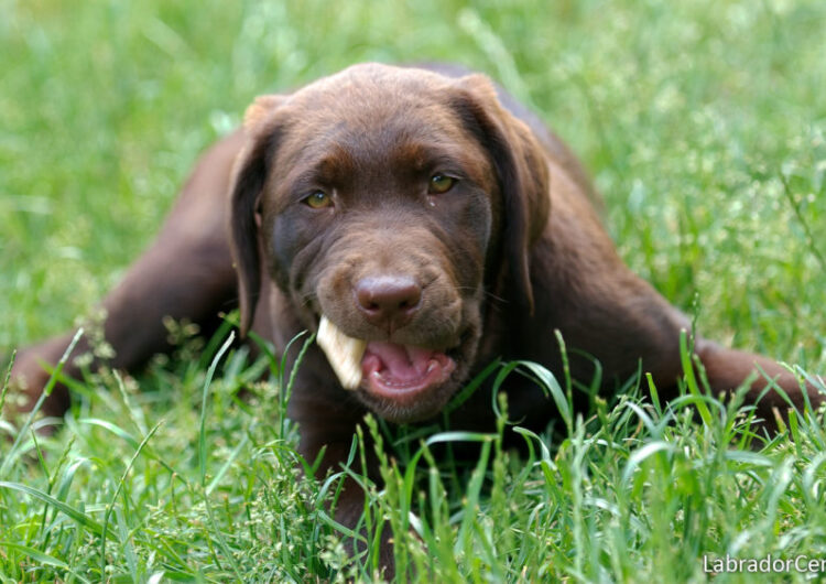 labraador-retriever (7)