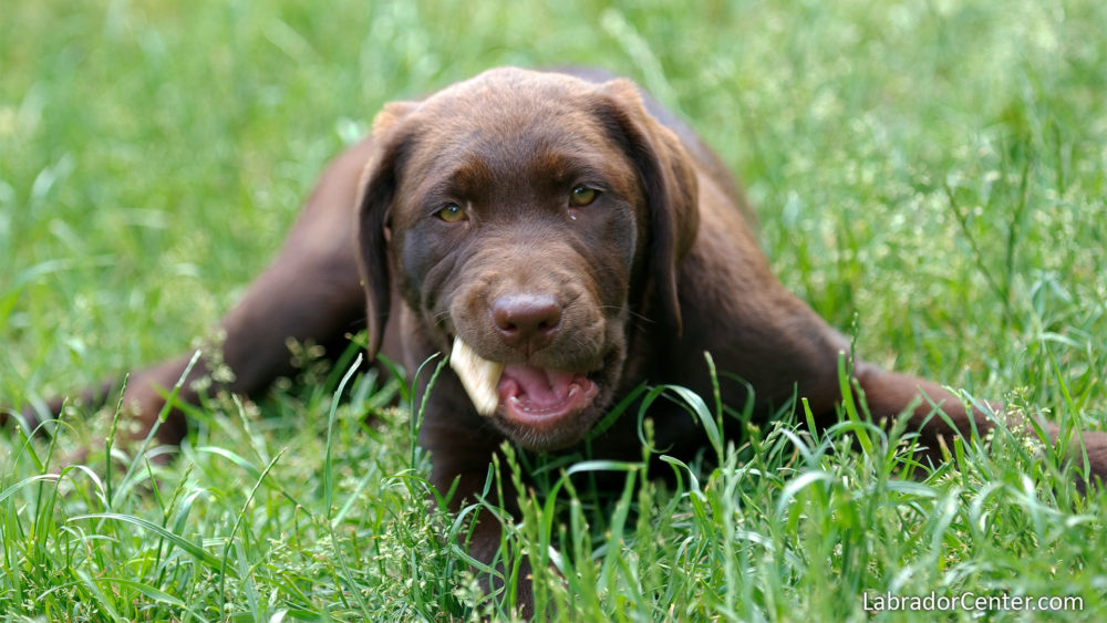 labraador-retriever (7)