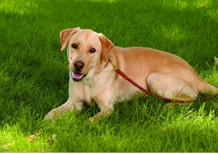 labraador-retriever (9)
