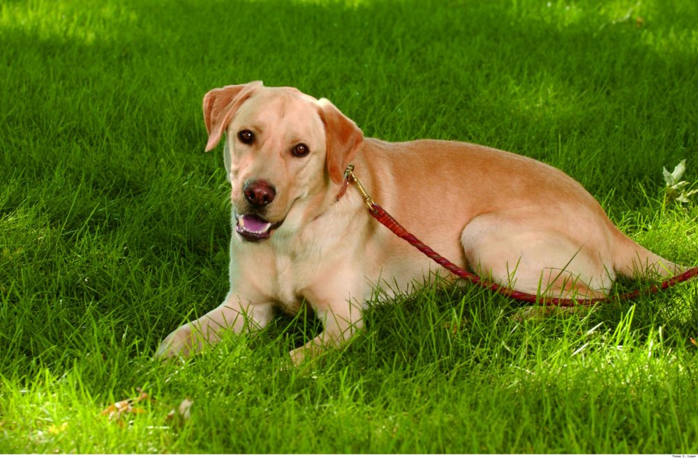 labraador-retriever (9)