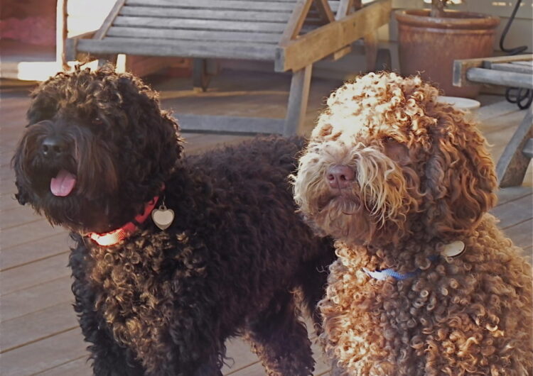 labradoodle (15)