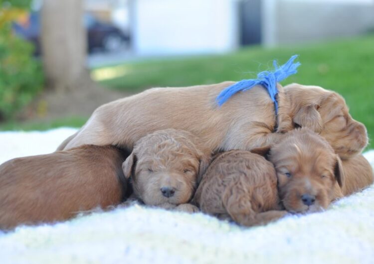 labradoodle (16)