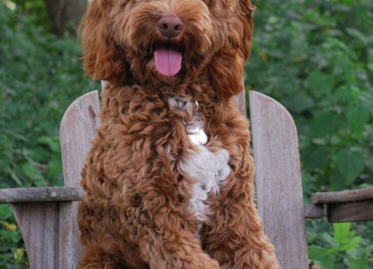 labradoodle (2)