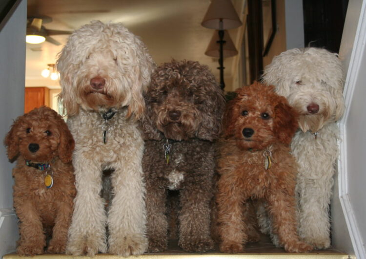 labradoodle (23)