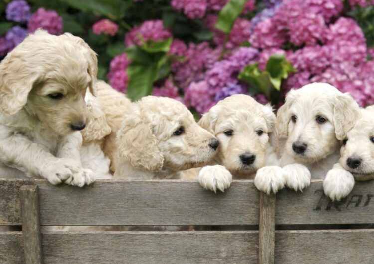 labradoodle (26)