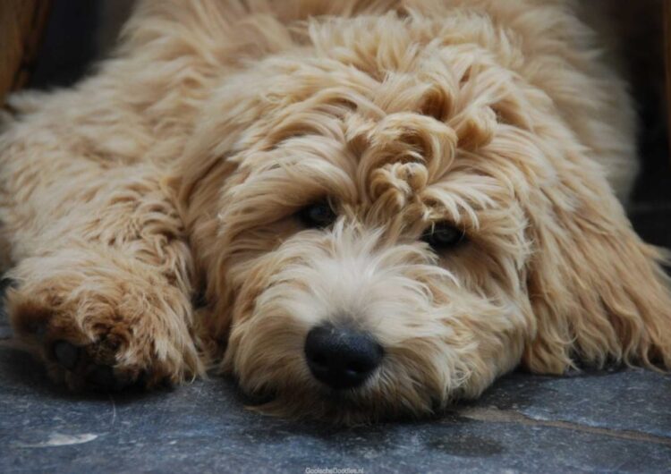 labradoodle (28)