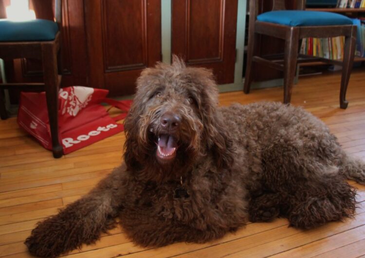 labradoodle (30)