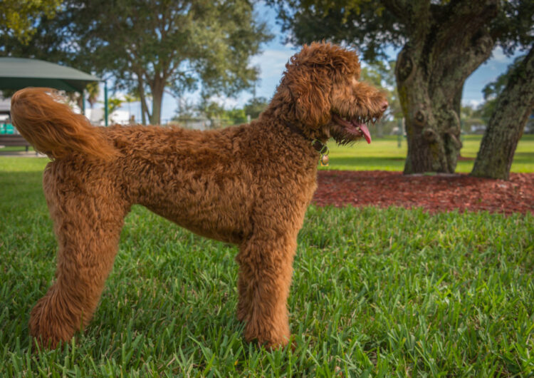 labradoodle (33)