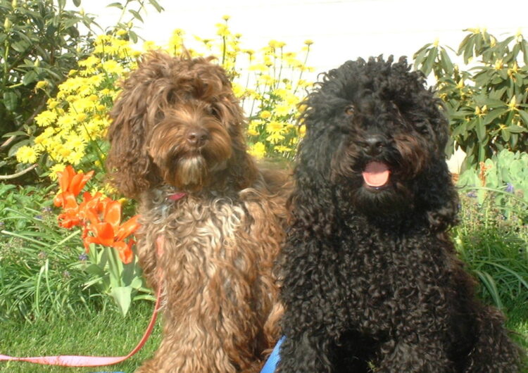 labradoodle (5)