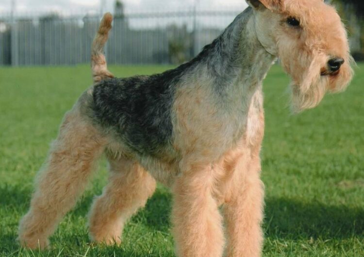 lakeland-terrier (6)