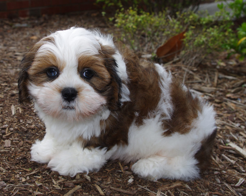 lhasa-apso (1)