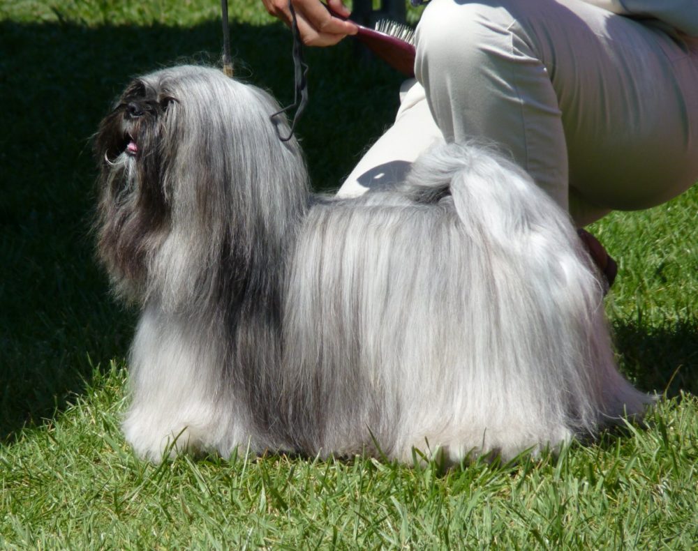 lhasa-apso (10)