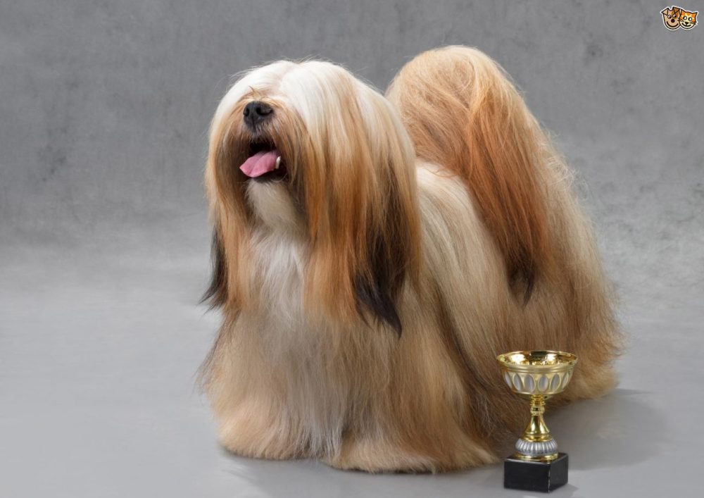 lhasa-apso (12)