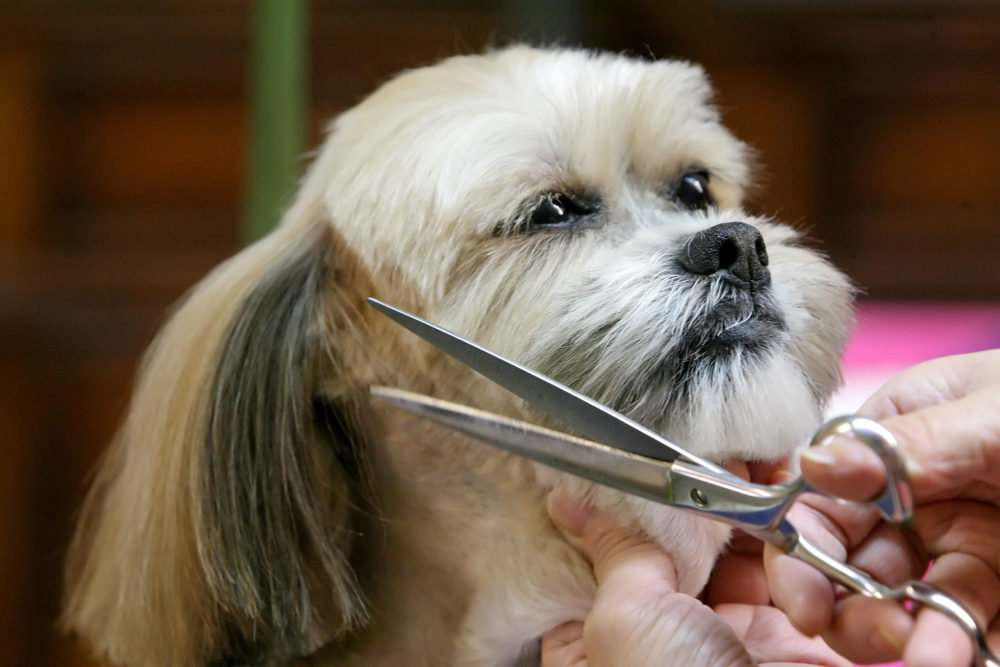 Lucky, a lhasa apso mix, keeps a calm demeanor as he gets a trim at Pet Star Grooming on Foothill Blvd. in La Crescenta. (Roger Wilson/News-Press)