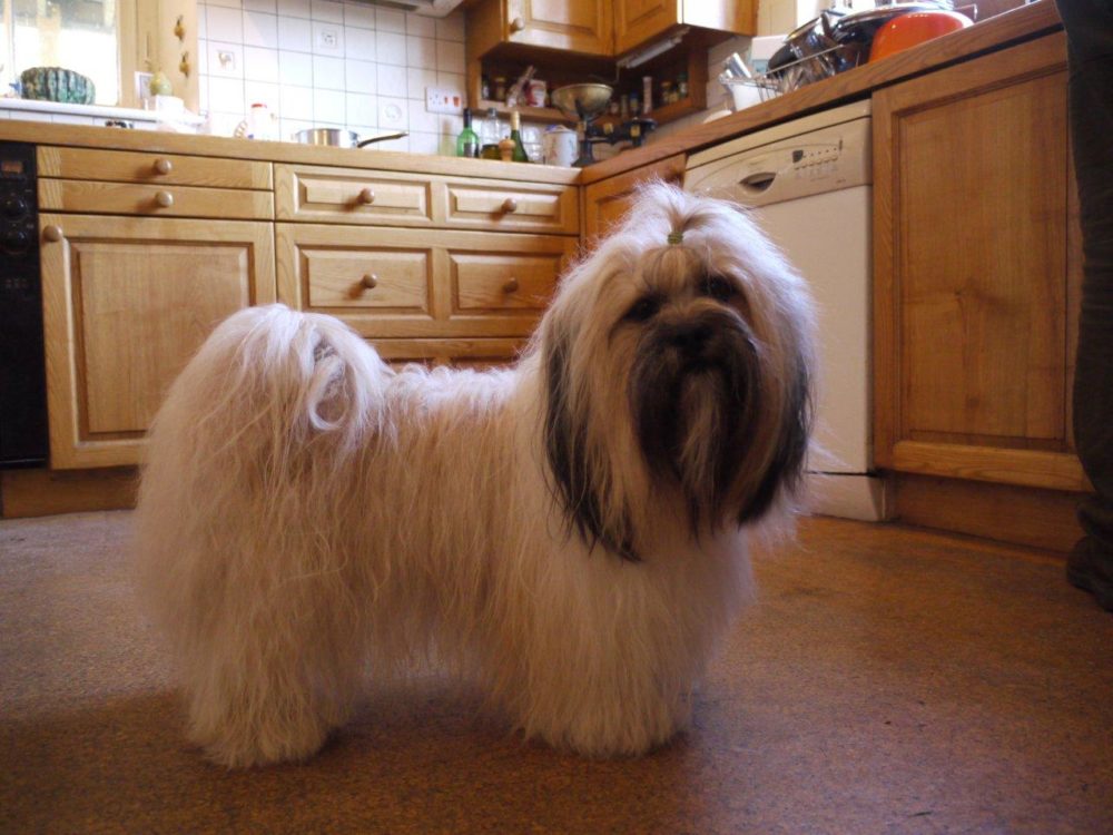 lhasa-apso (18)