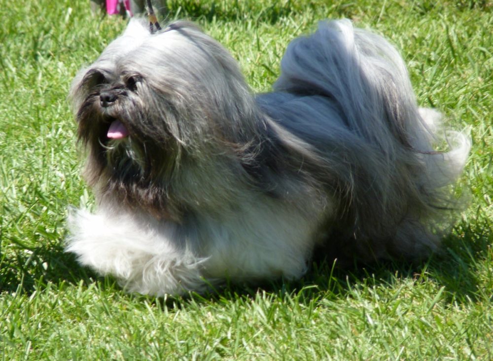 lhasa-apso (3)