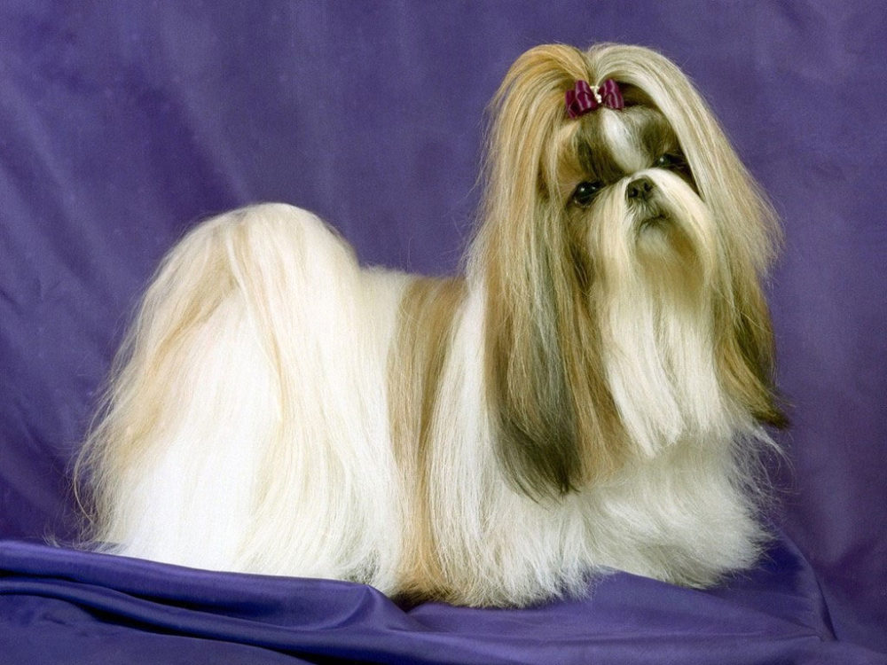 lhasa-apso (8)