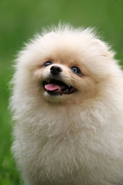 lulu-da-pomerania (11)