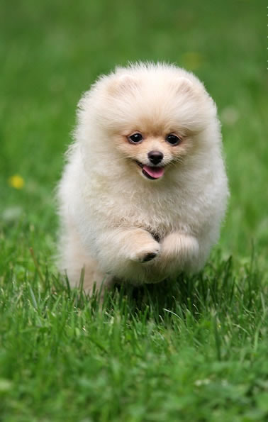 lulu-da-pomerania (12)