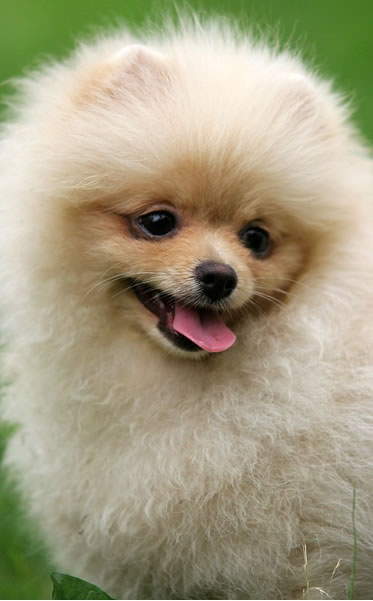 lulu-da-pomerania (14)