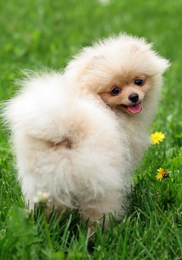 lulu-da-pomerania (15)