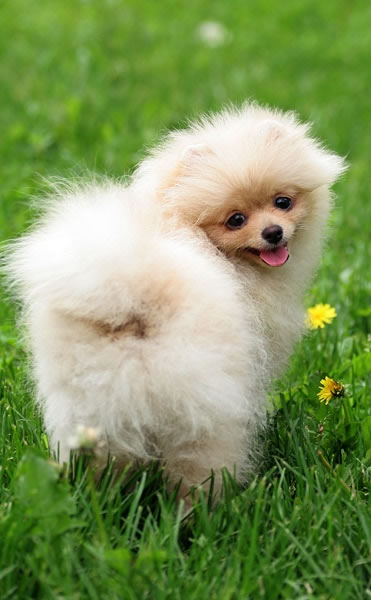 lulu-da-pomerania (15)