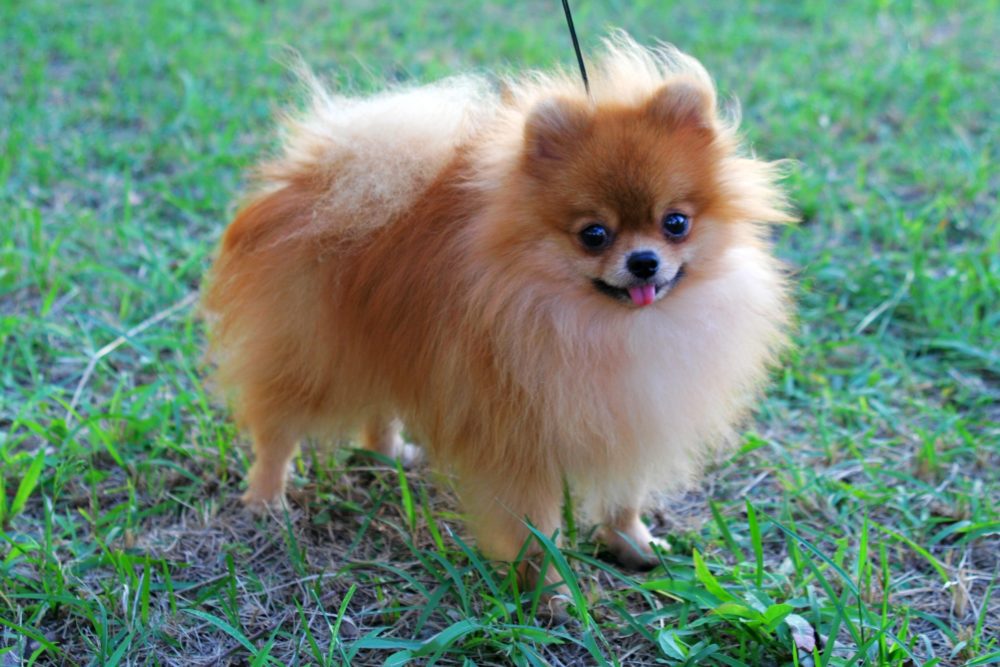 lulu-da-pomerania (2)