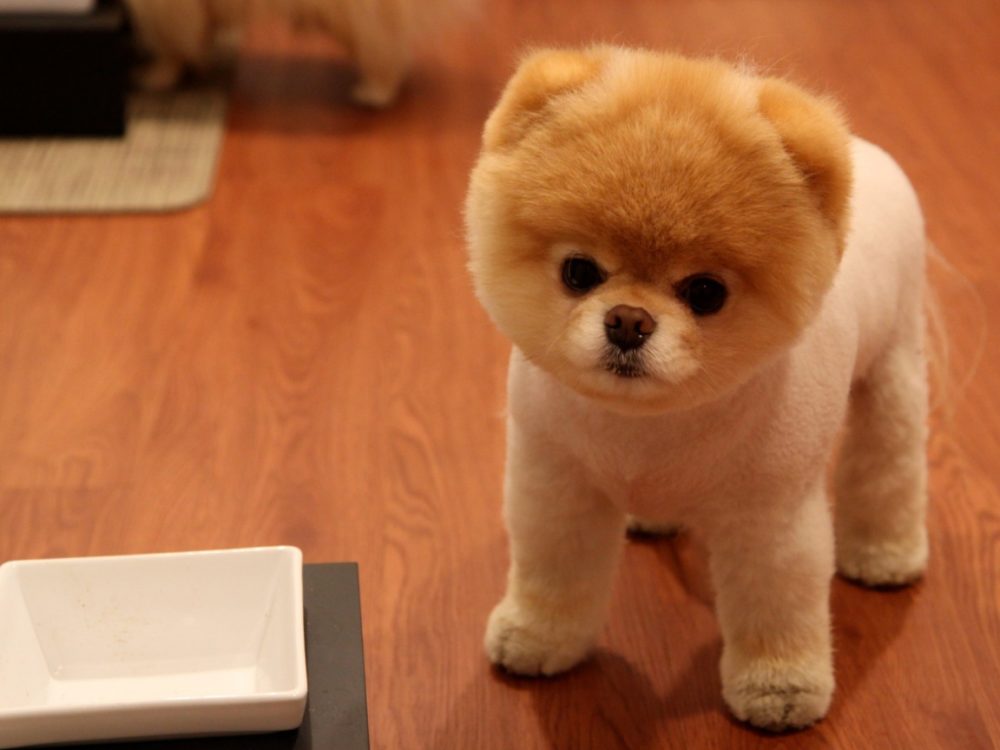 lulu-da-pomerania (3)