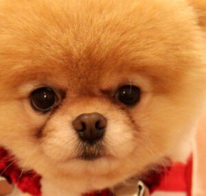 Lulu da Pomerânia