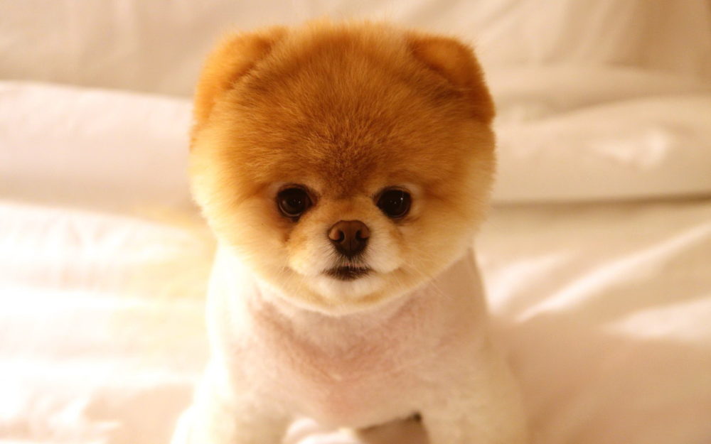 lulu-da-pomerania (4)