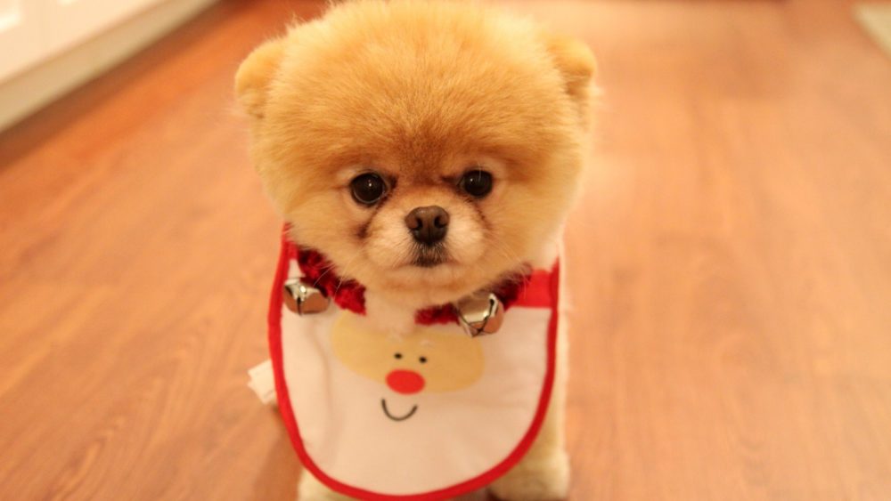 lulu-da-pomerania (6)