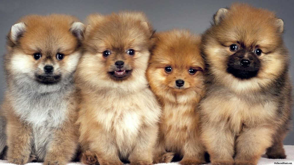 lulu-da-pomerania (7)