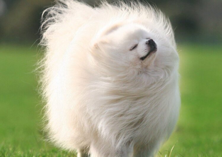 lulu-da-pomerania (8)